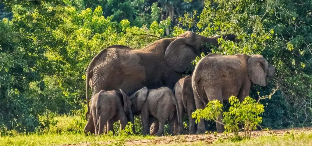 Murchison falls safari